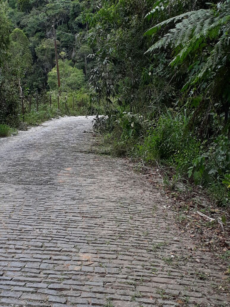 Àrvores caem para dentro da estrada