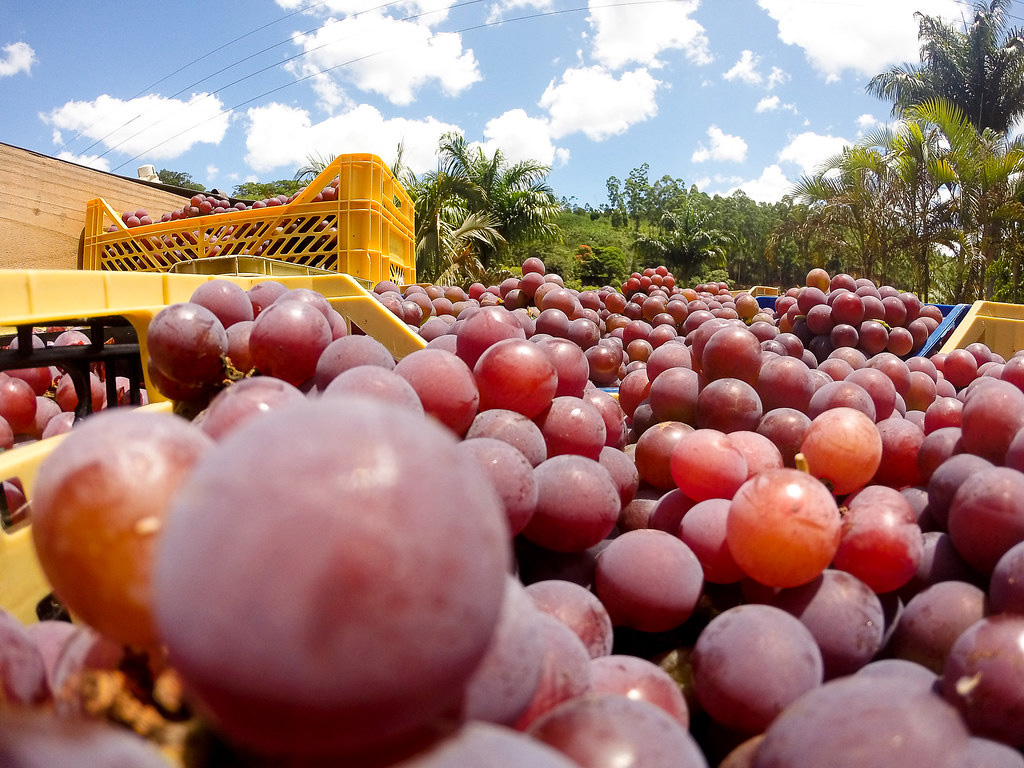 Produção de Uvas